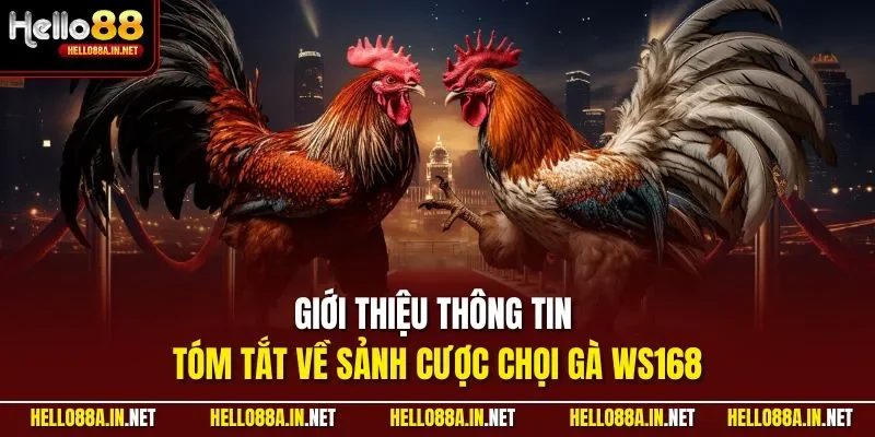 Giới thiệu thông tin tóm tắt về sảnh cược chọi gà WS168