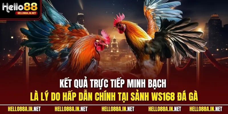 Kết quả trực tiếp minh bạch là lý do hấp dẫn chính tại sảnh WS168 đá gà